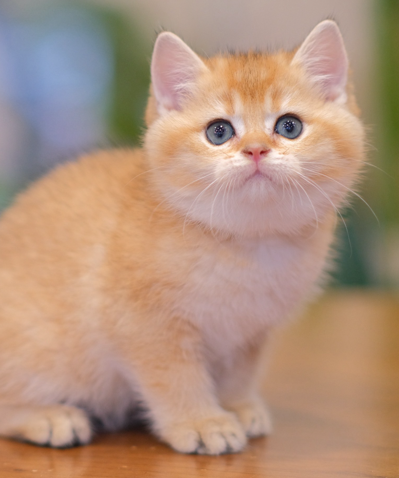 Profile picture for Qinru Ruby Ju